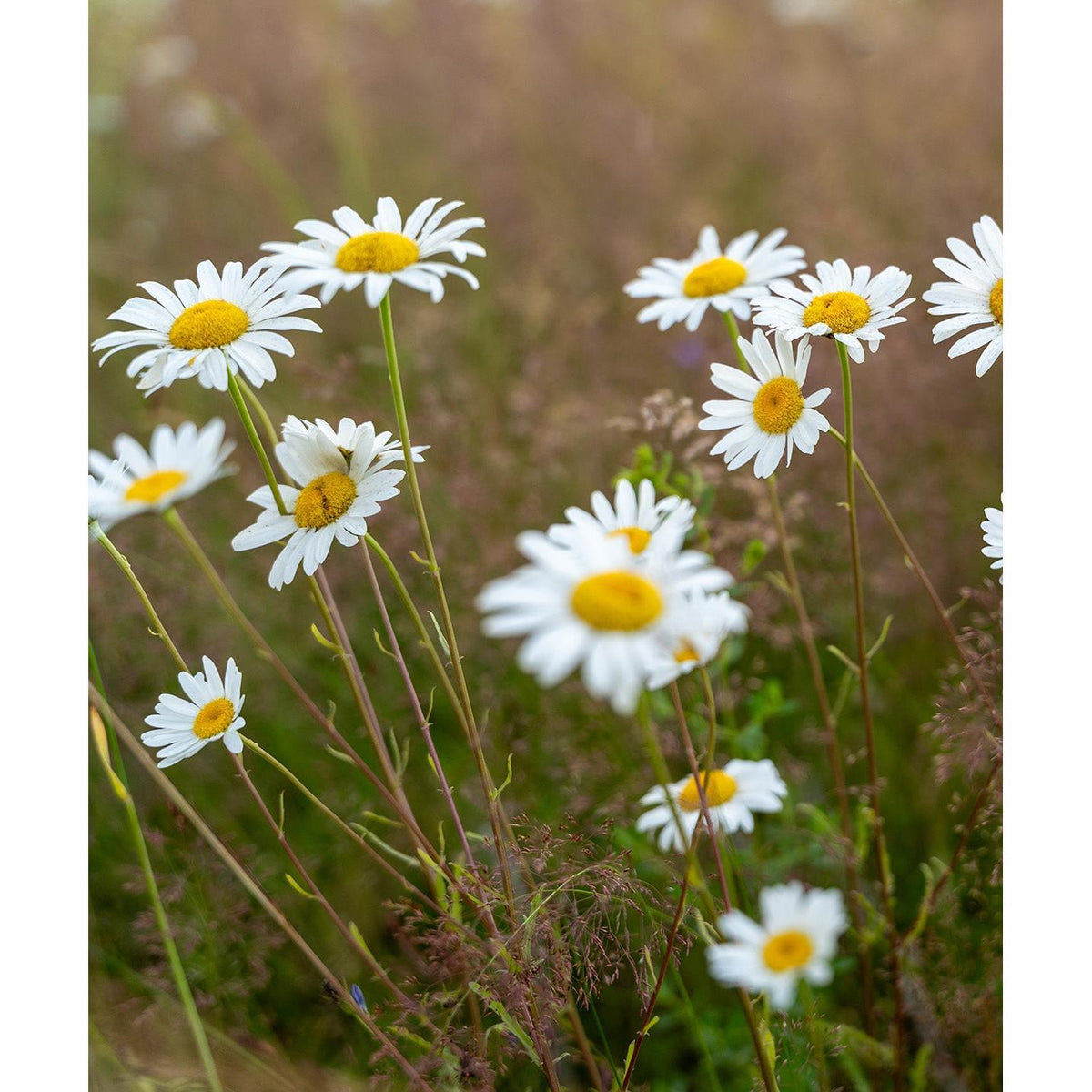 Oxeye Daisy - 5 Root Divisions