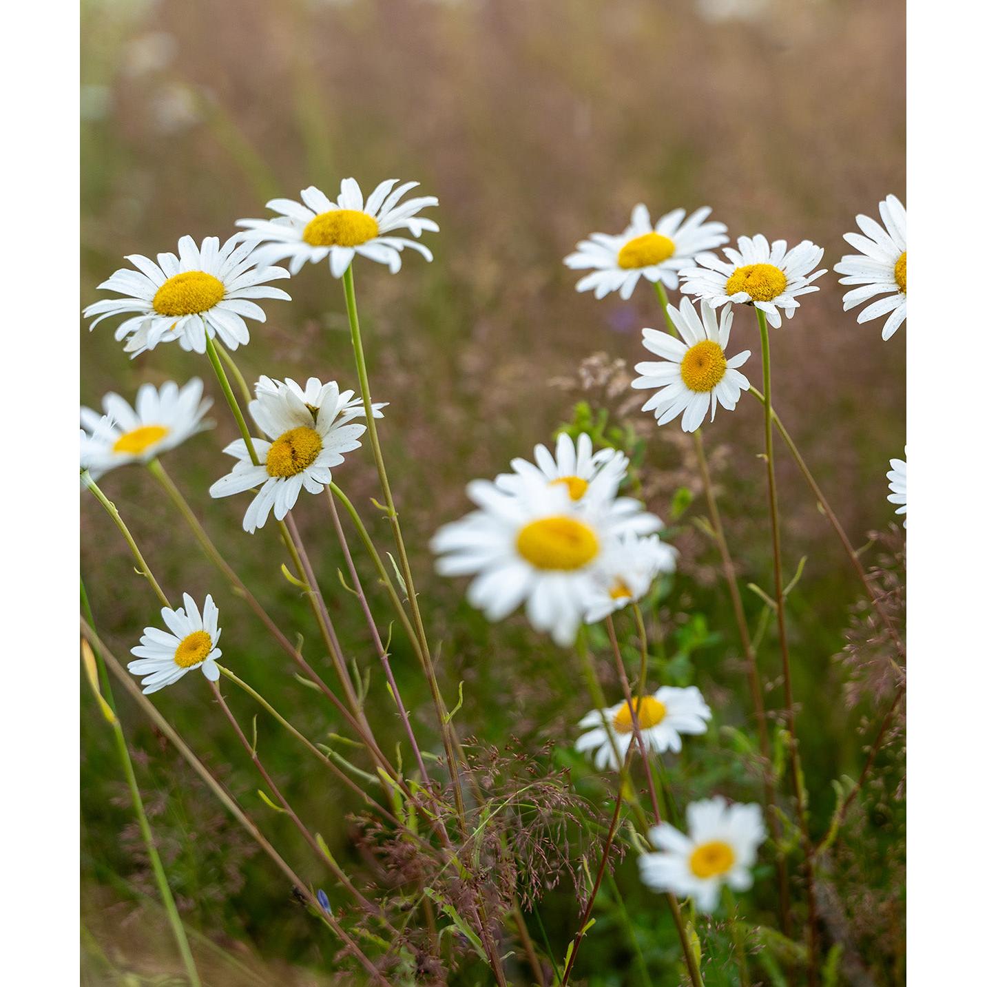 Oxeye Daisy - 5 Root Divisions