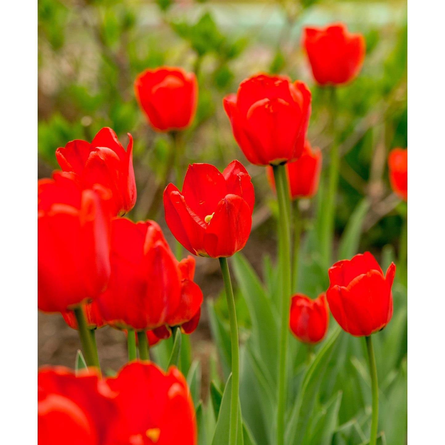 Oxford Darwin Hybrid Tulip - 10 bulbs