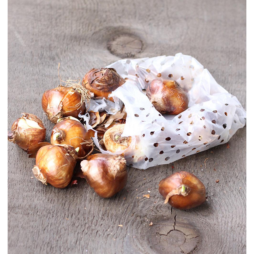 Chinese Sacred Lily Paperwhites - 10 bulbs