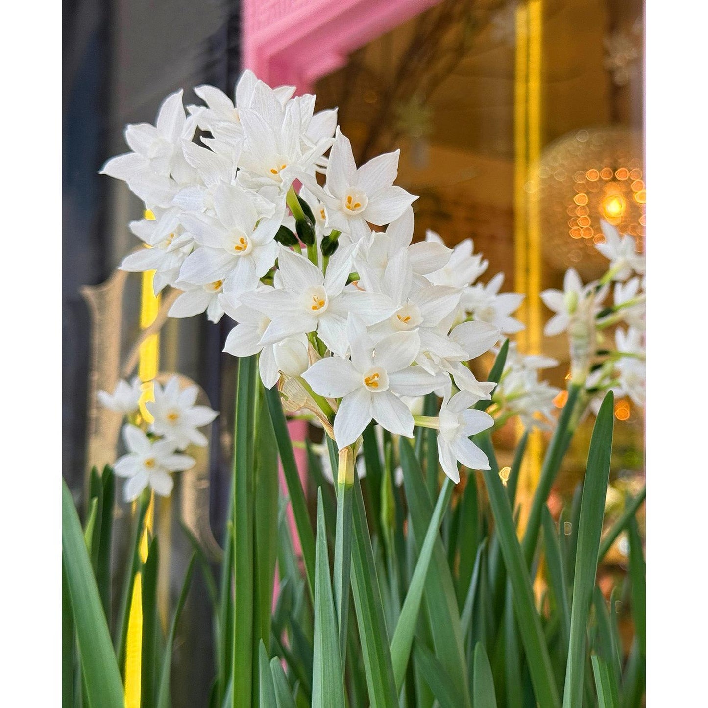 Ziva Paperwhites - 10 bulbs