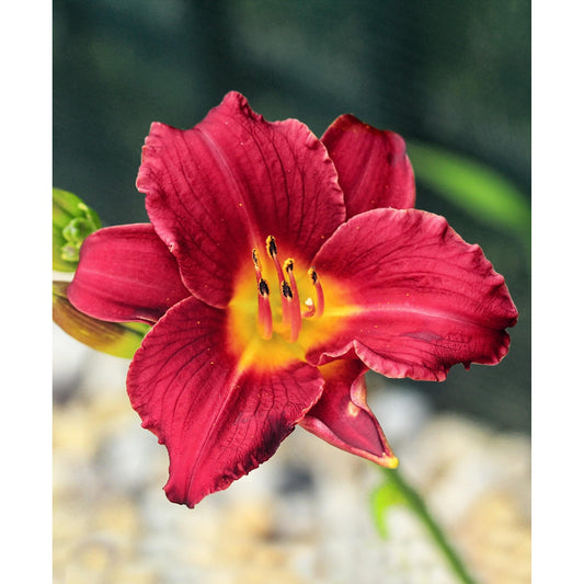 Pardon Me Reblooming Daylily - Single Root Division