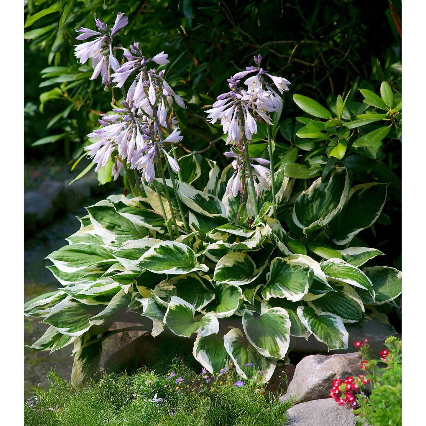 Patriot Hosta - 3 root divisions
