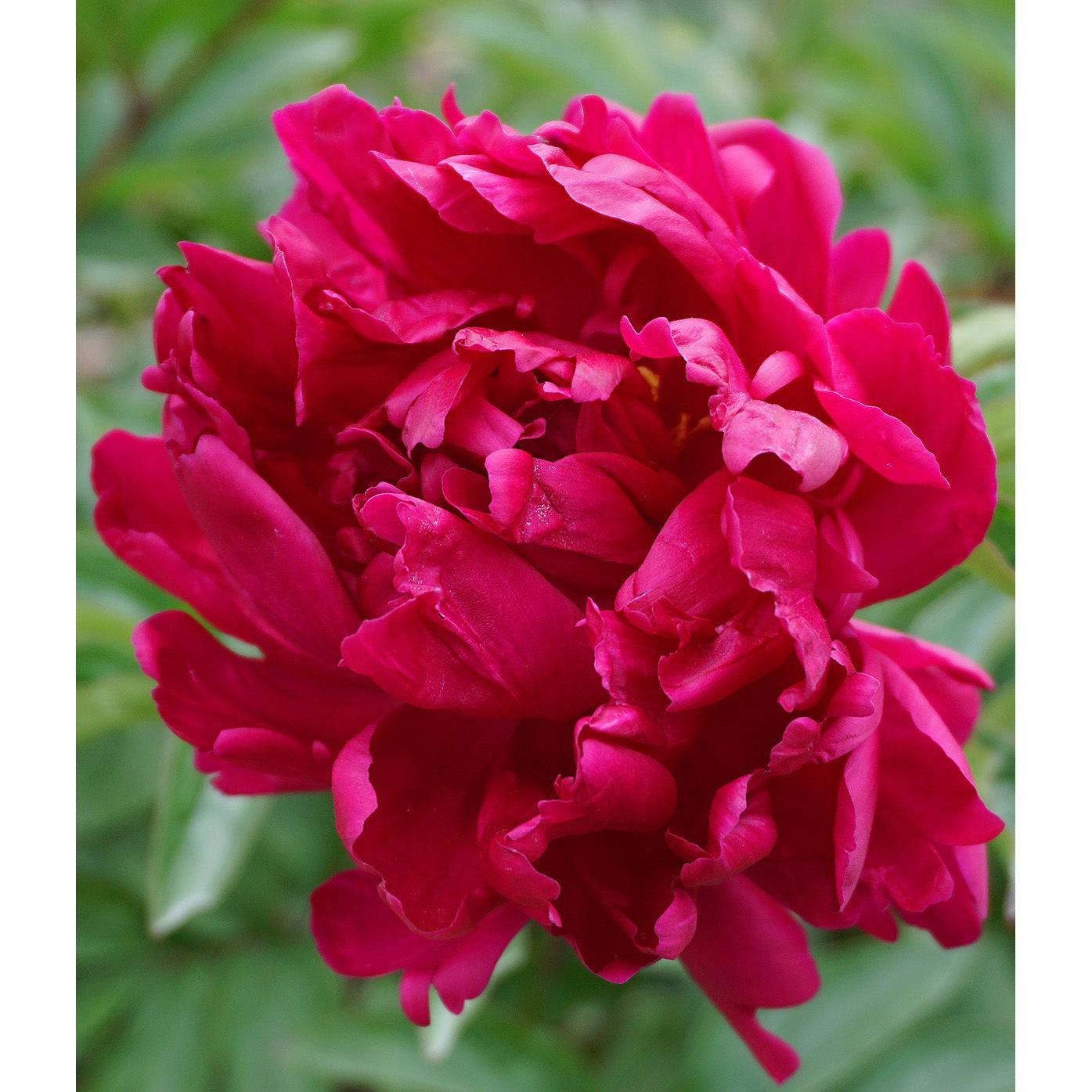 Big Ben Peony - 1 root division