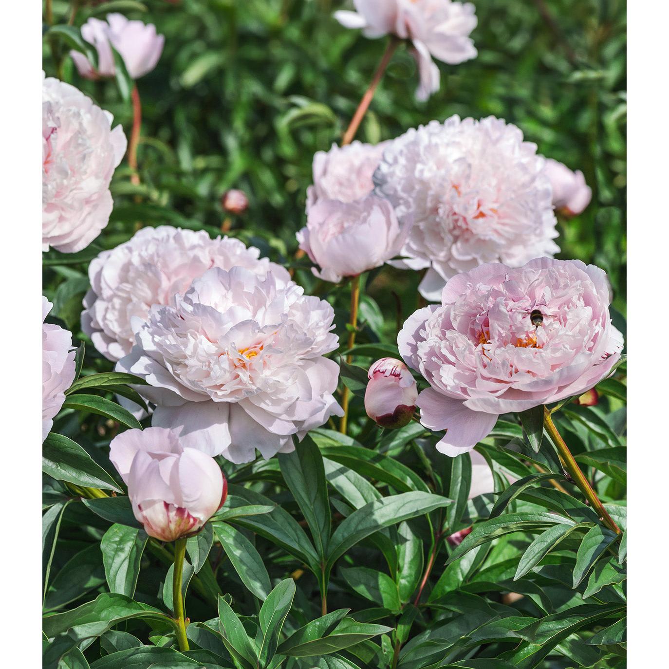 Blush Queen Peony - 1 root division