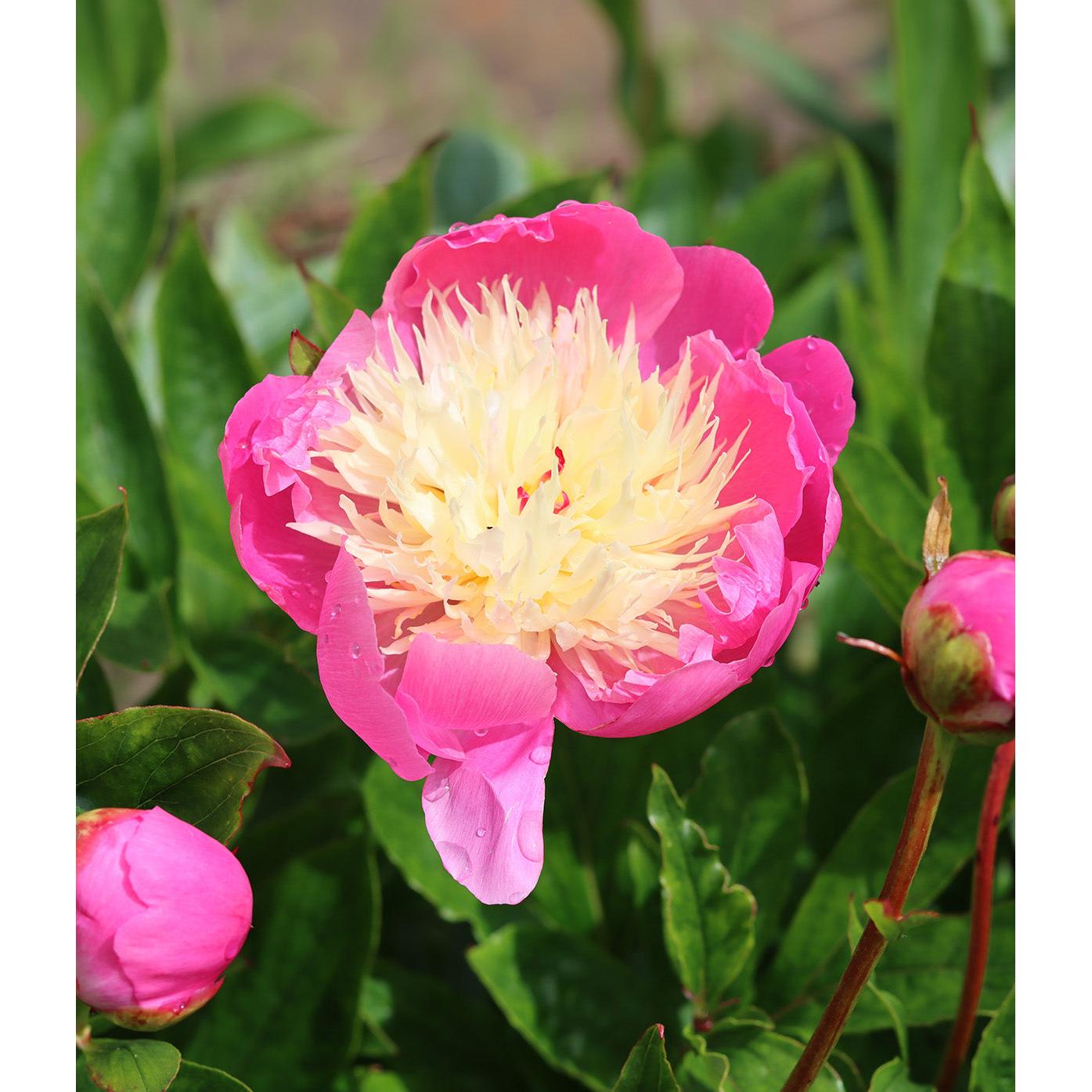Bowl of Beauty Peony - 1 root division