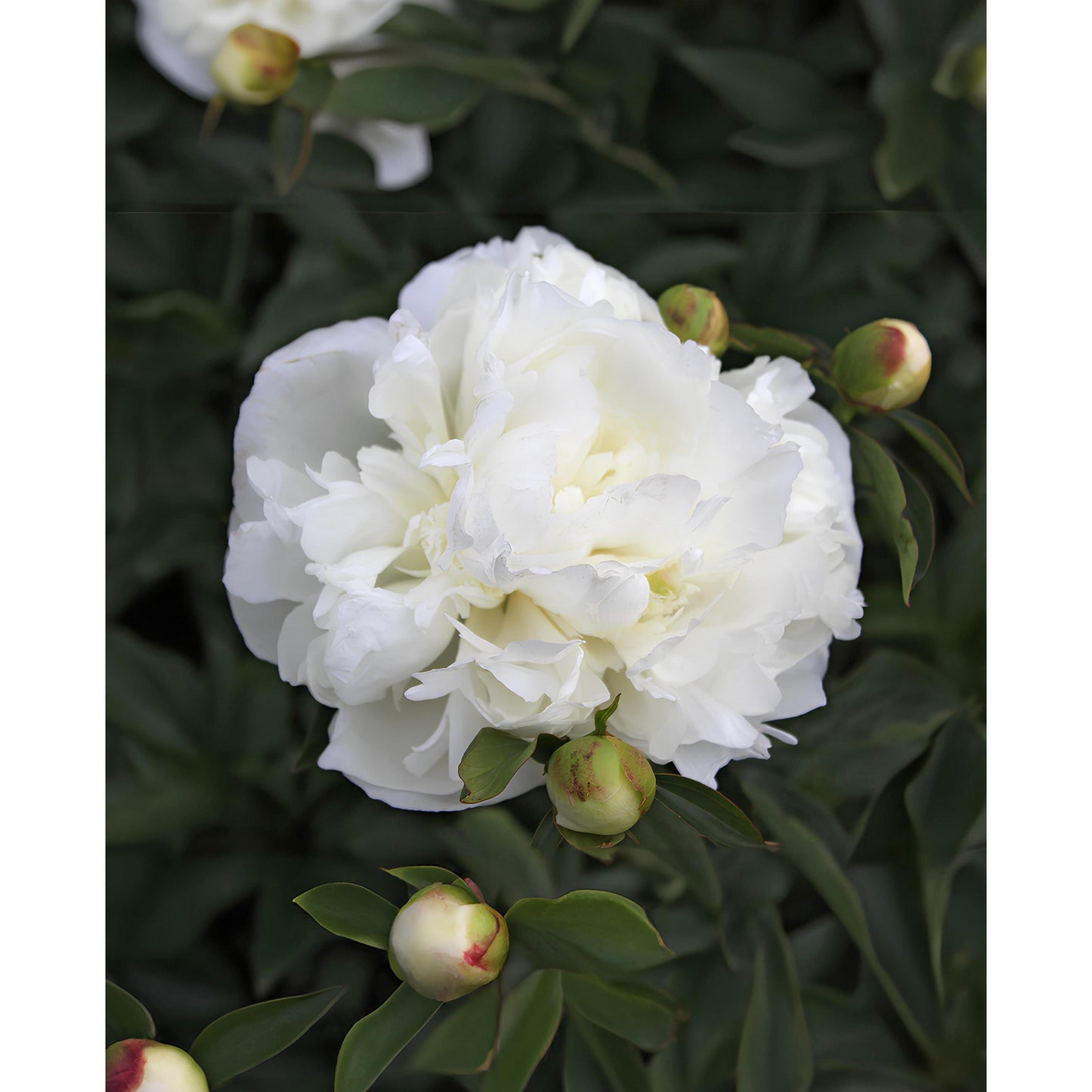 Duchess De Nemours Peony - 1 root division