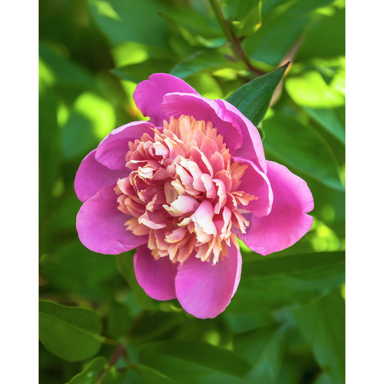 Emily Debatene Peony - 1 root division