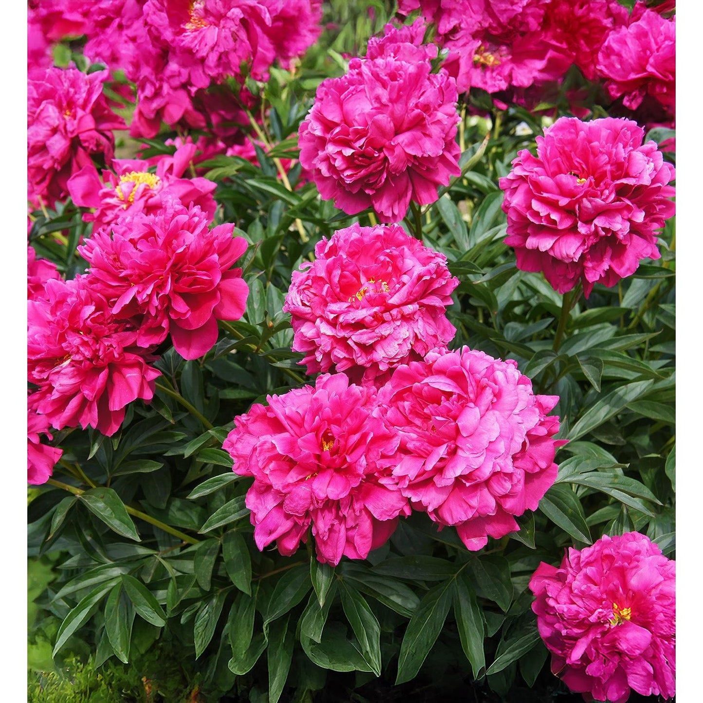 Kansas Peony - 1 root division