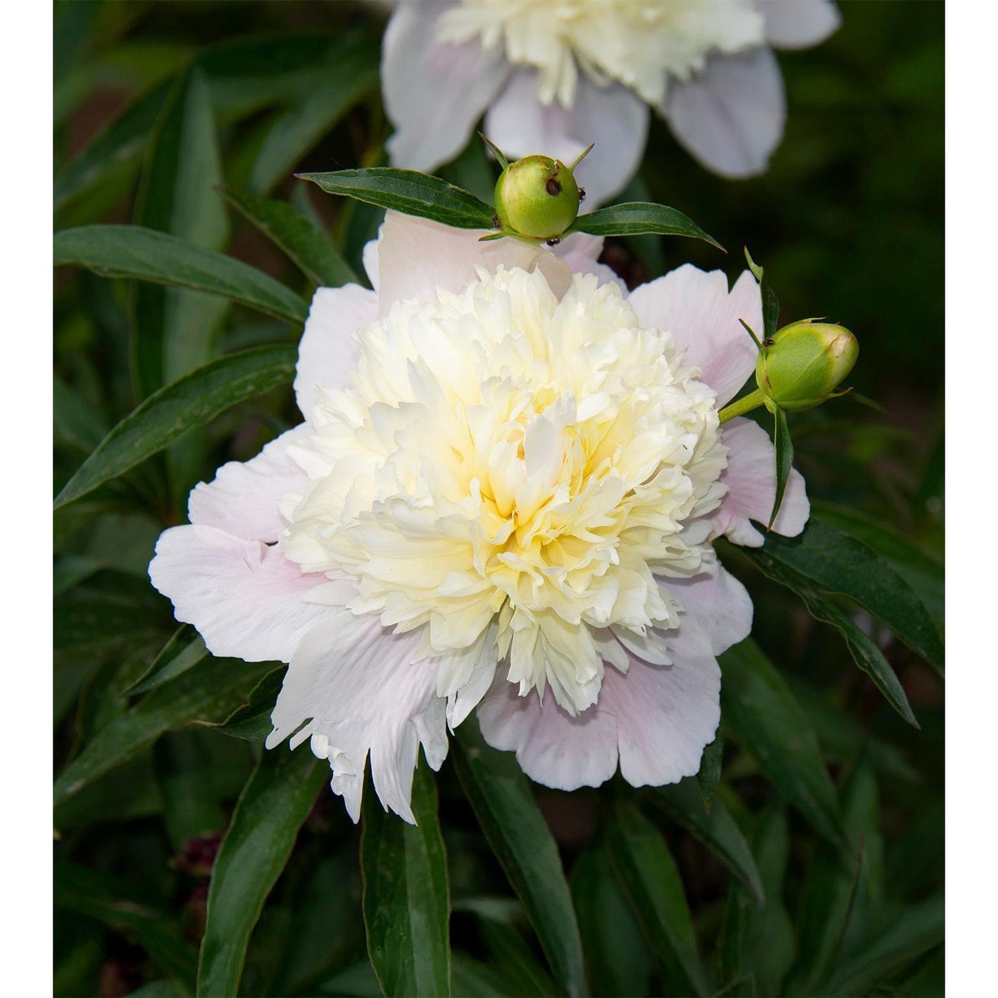 Primevere Peony - 1 root division