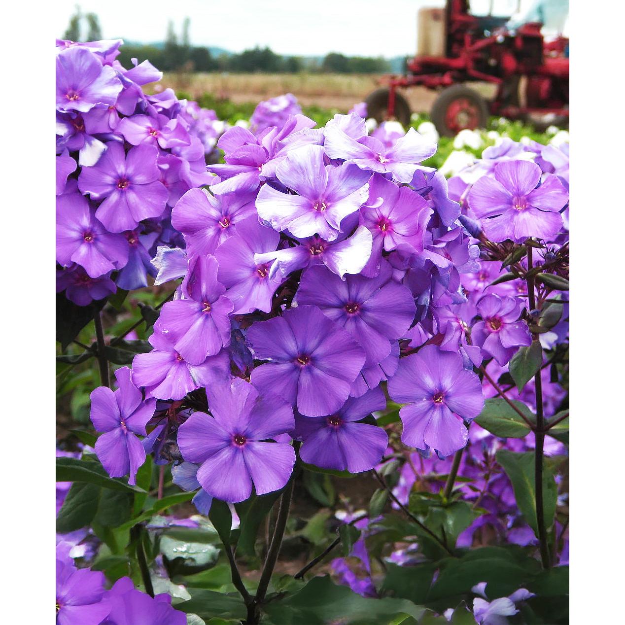 Blue Paradise Tall Summer Phlox - 3 root divisions