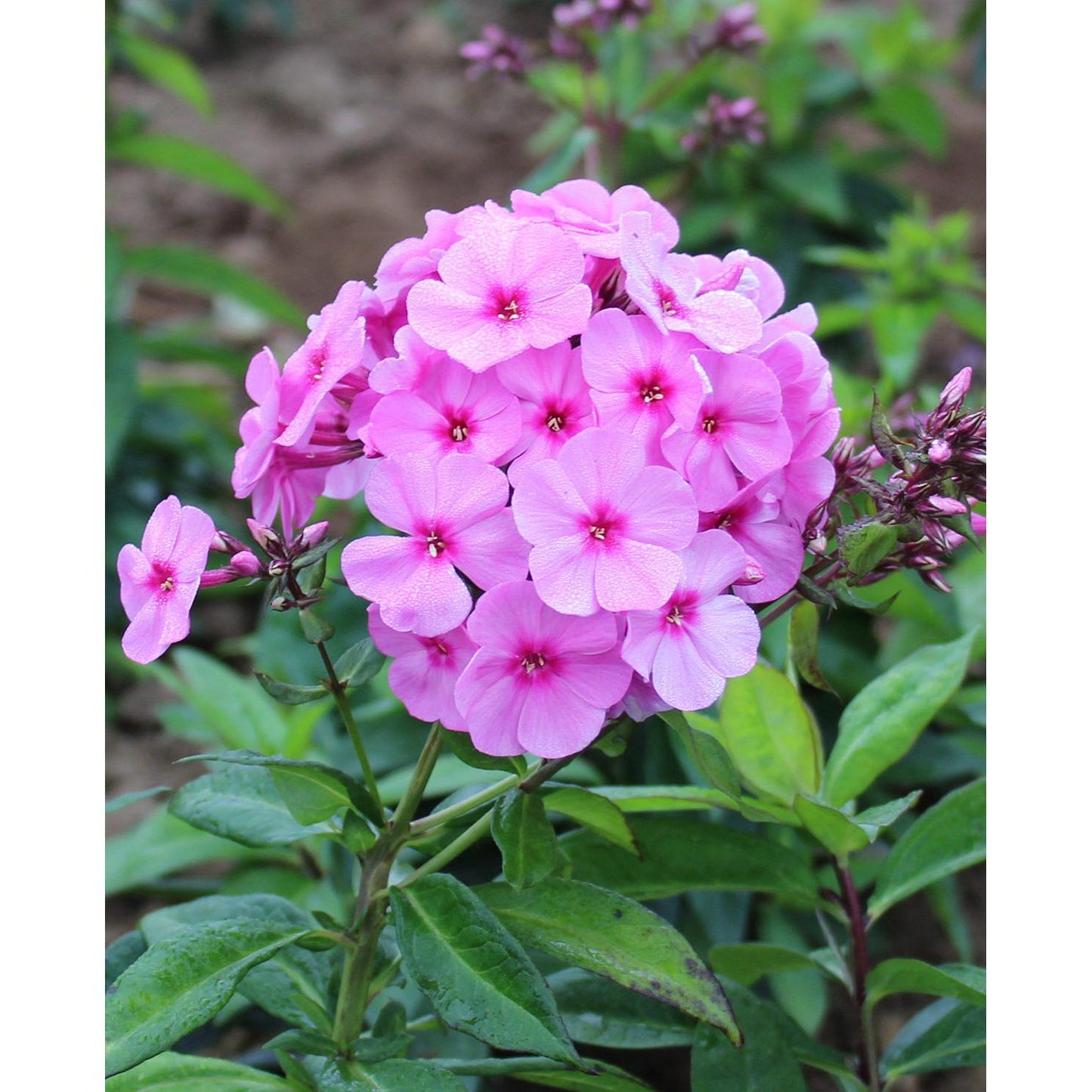 Pink Flame Summer Phlox - 3 root divisions
