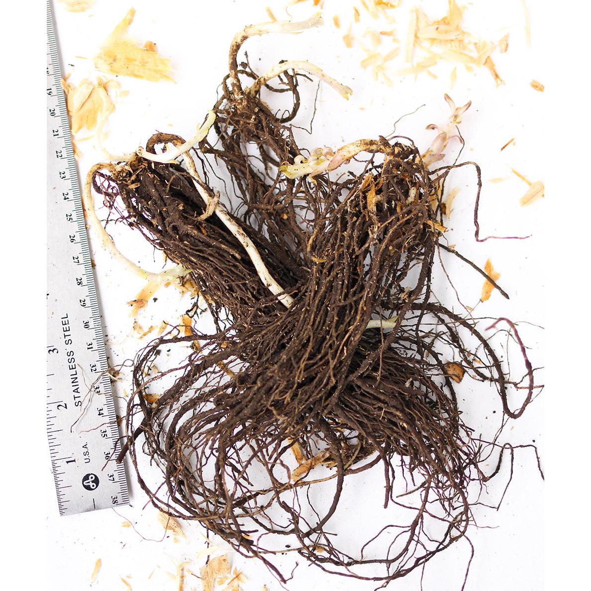 Blue Flame Compact Phlox - 3 root divisions