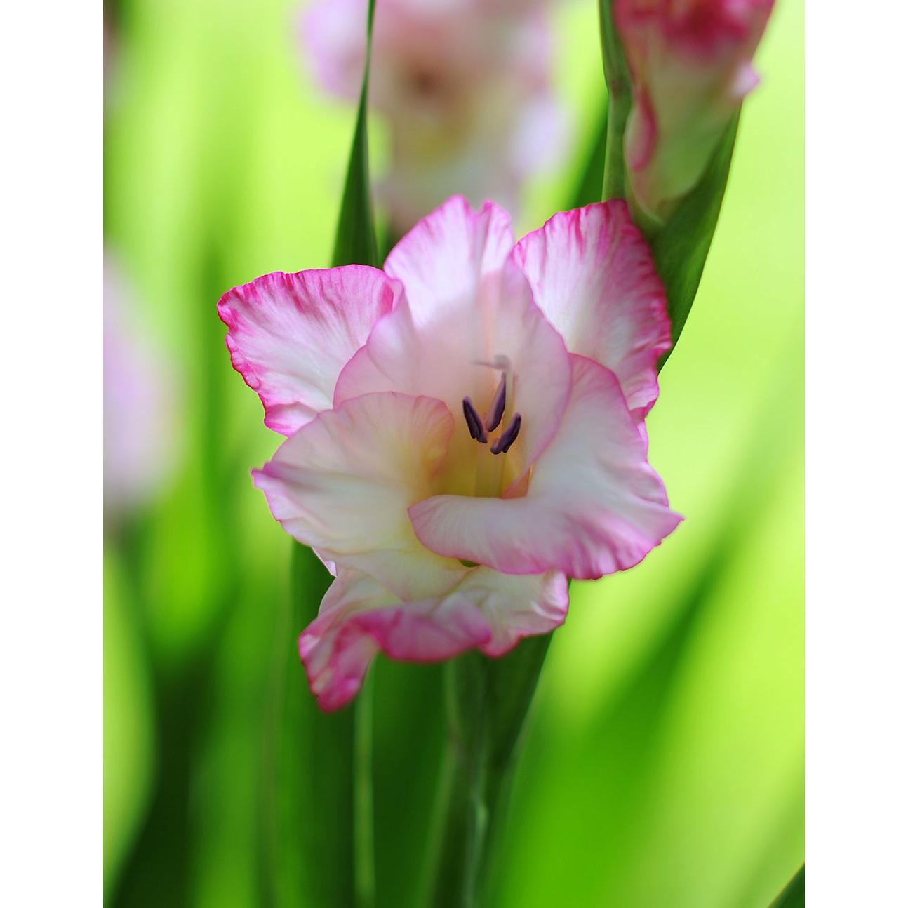 Priscilla Gladiolus - 5 bulbs