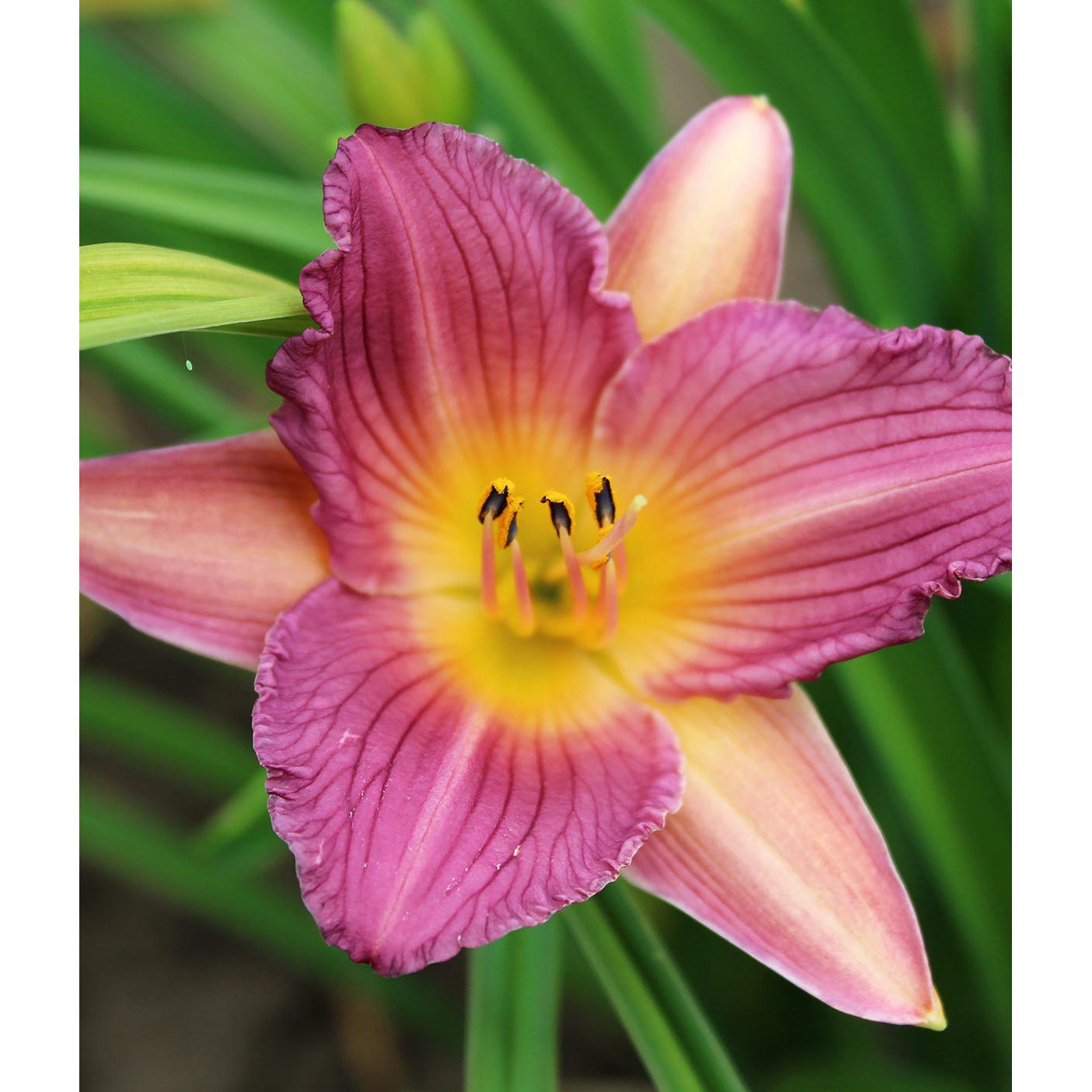 Purple de Oro Reblooming Daylily - 3 root divisions