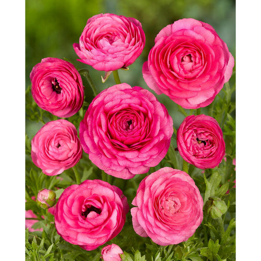 Pink Ranunculus - 10 bulbs