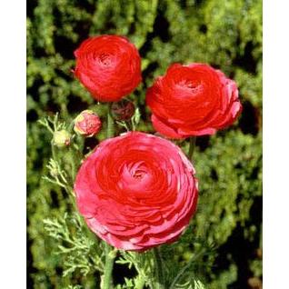 Rose Ranunculus - 10 bulbs