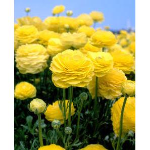 Yellow Ranunculus - 10 bulbs