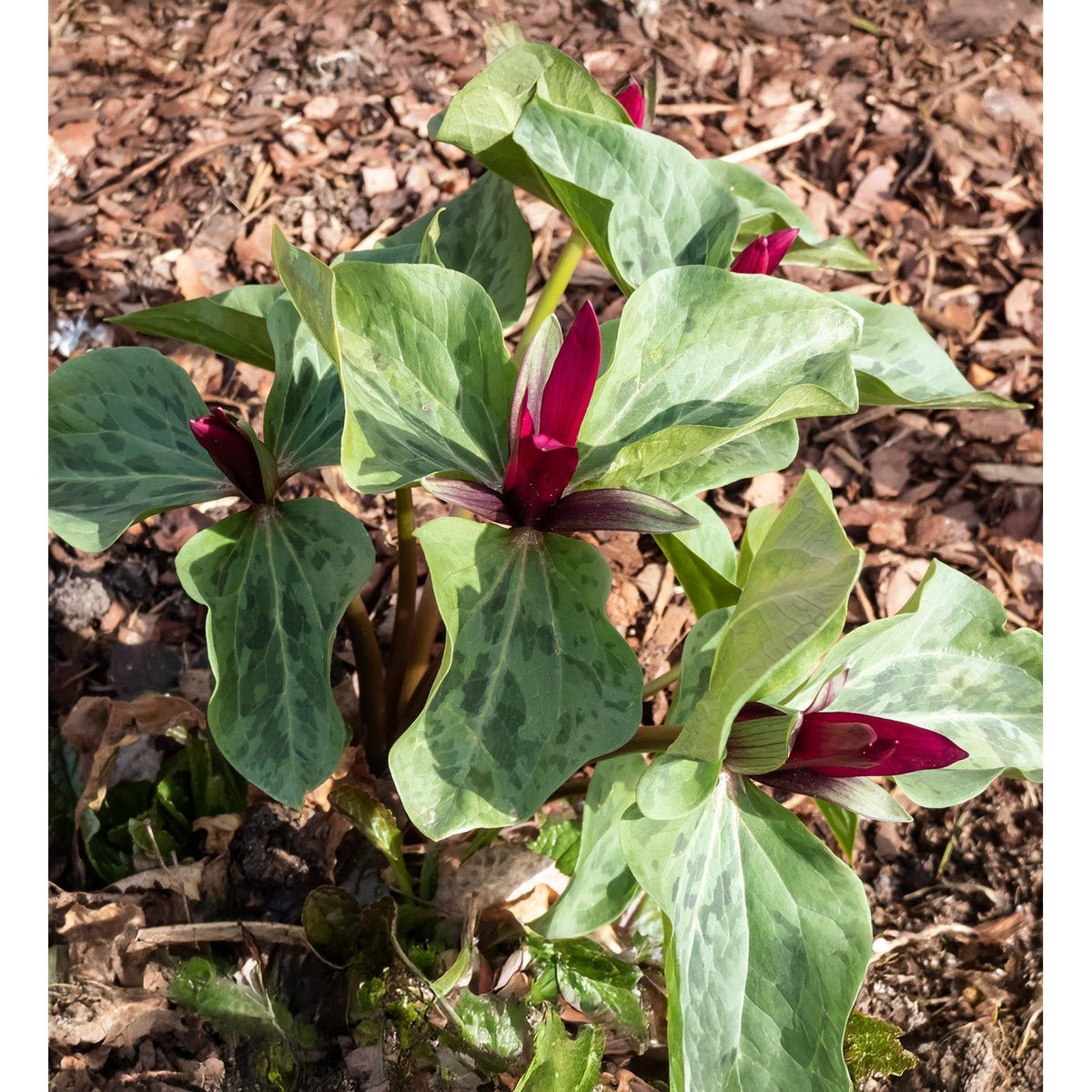 Red Toad Trillium (Wood Lily) - 5 Root Divisions