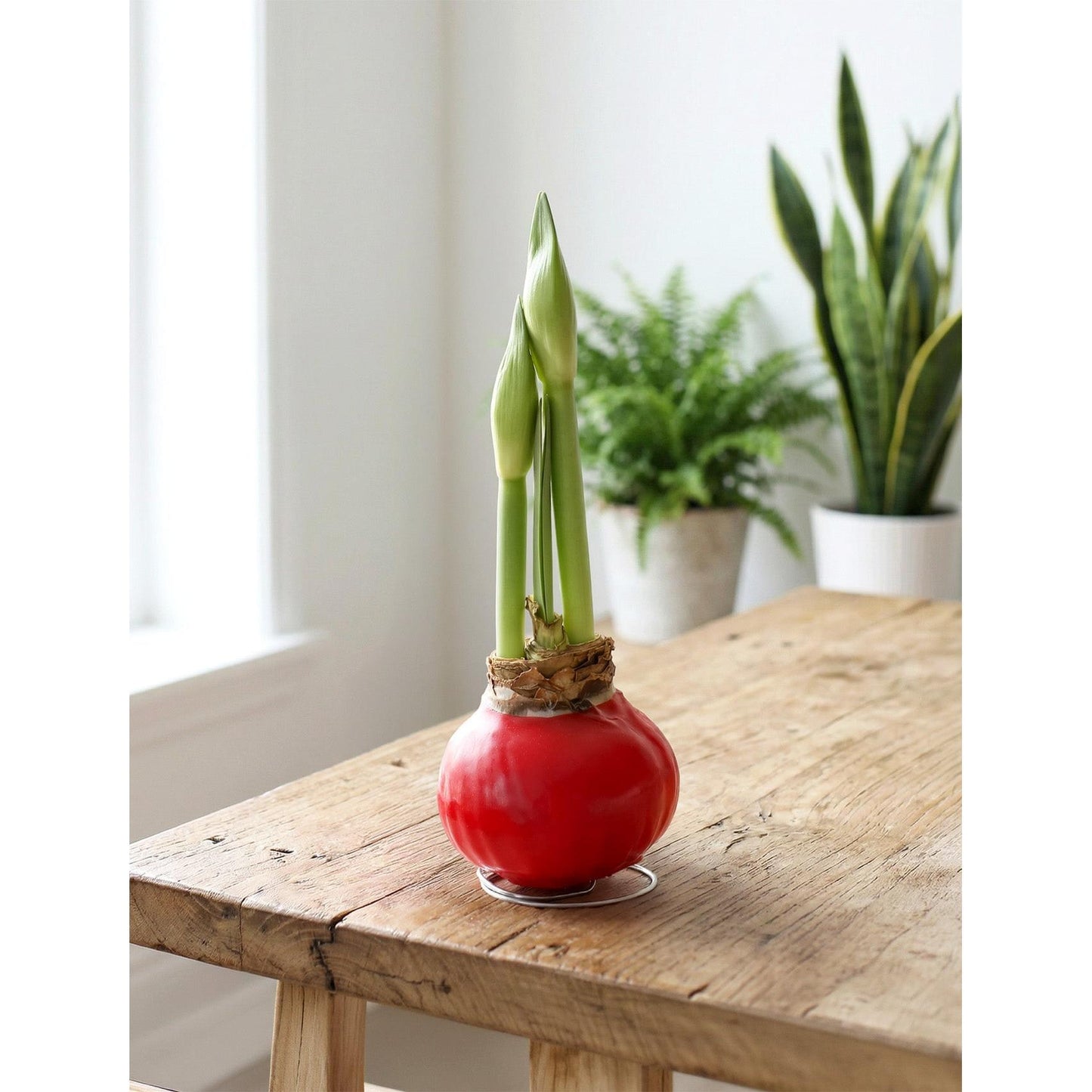 Red Waxed Amaryllis with Pink Flower