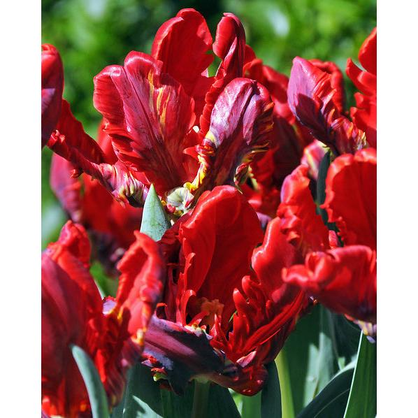 Rococo Parrot Tulip - 10 bulbs