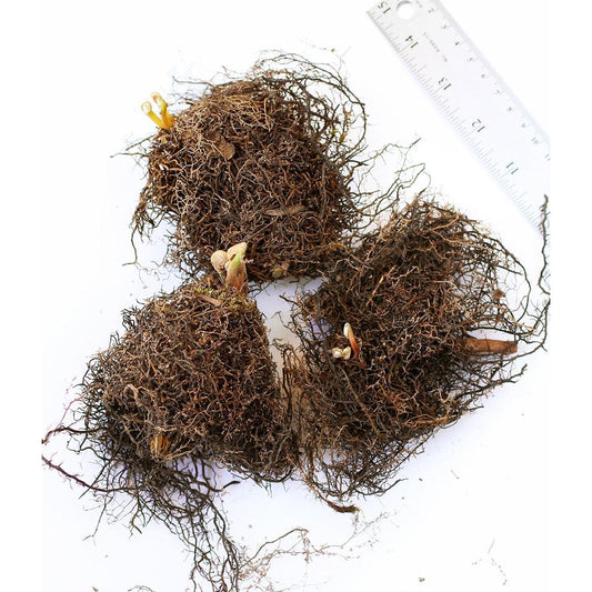 Royal Fern - 3 root divisions