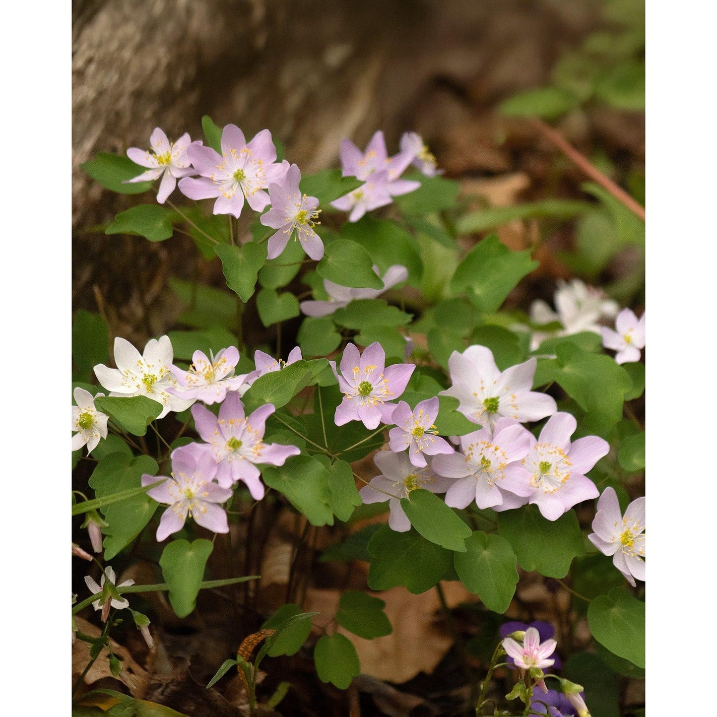 Rue Anemone - 5 Corms