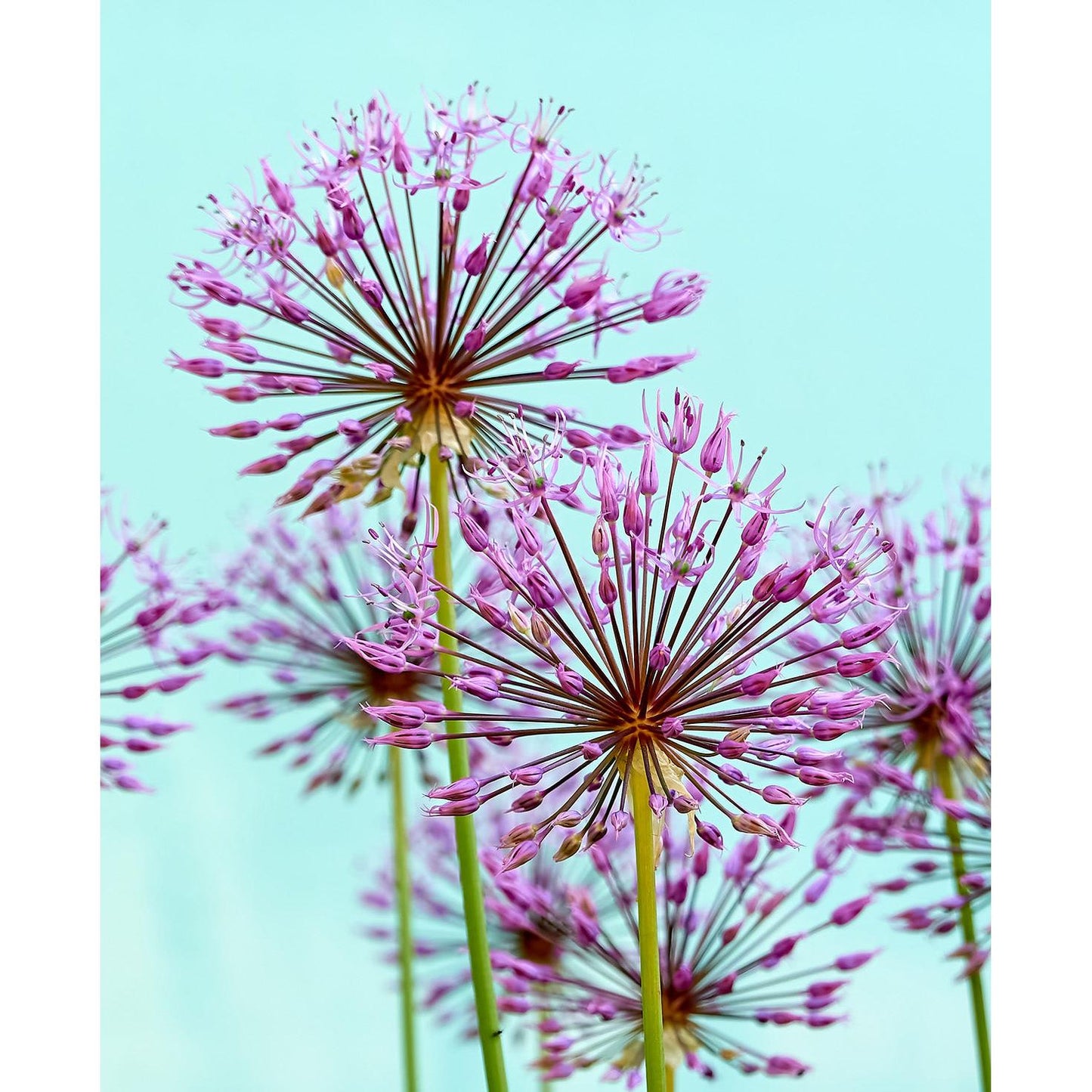 Schubertii Allium - 3 bulbs