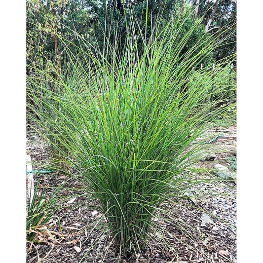 Silberfeder Silver Feather Grass - 3 bareroot plants