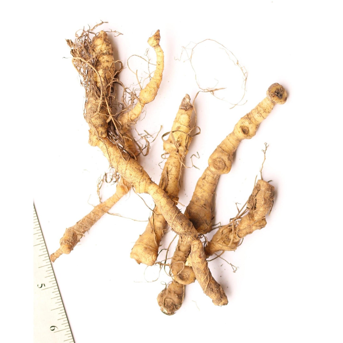 Solomon's Seal - 5 Root Divisions