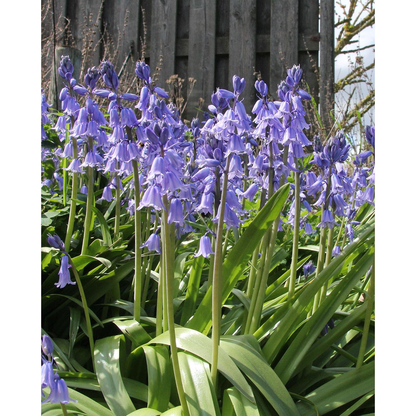 Blue Spanish Bluebells - 25 bulbs