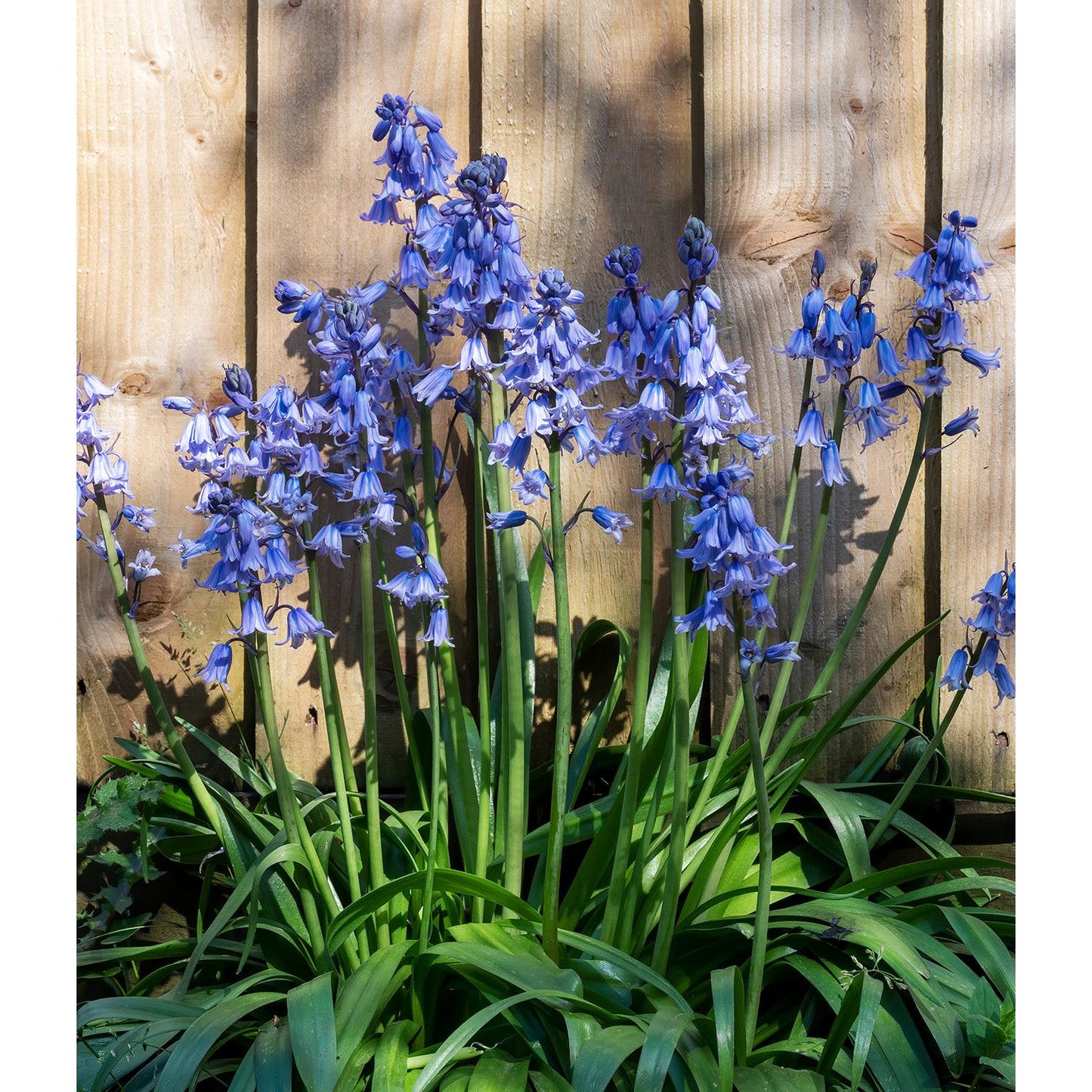 Excelsior Spanish Bluebells - 25 bulbs