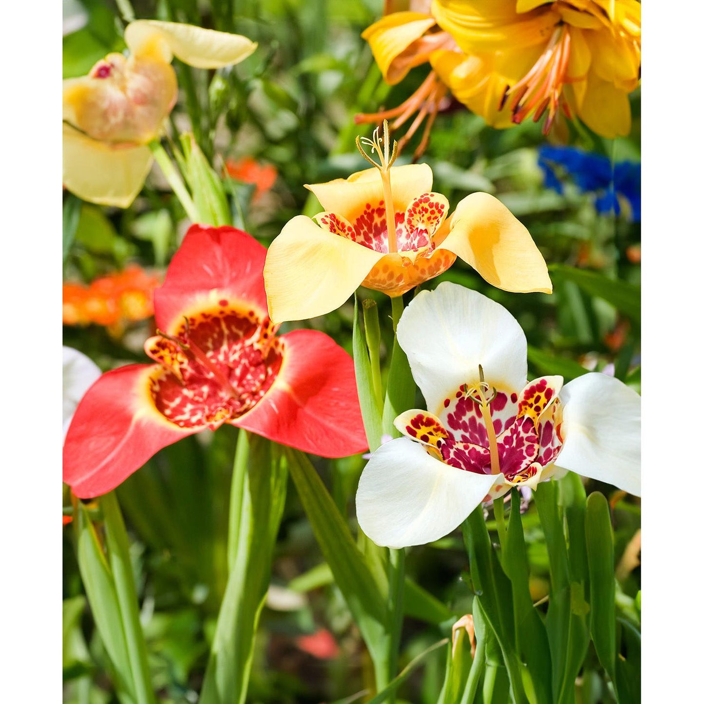 Mexican Shell Flowers Tigridia - 25 bulbs