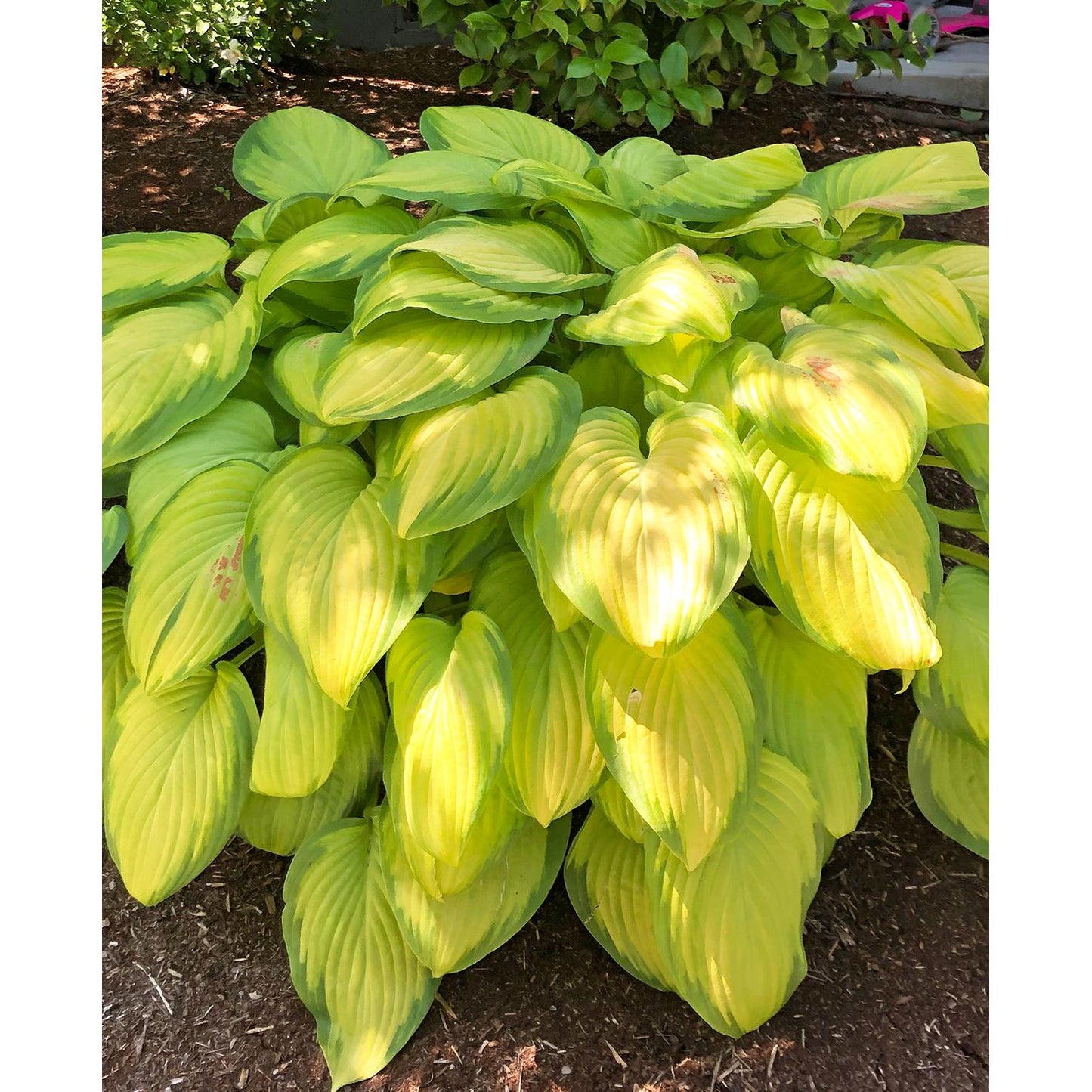 Stained Glass Hosta - 3 root divisions