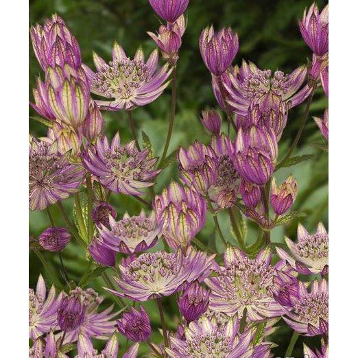 Star of Royals Astrantia - 3 root divisions