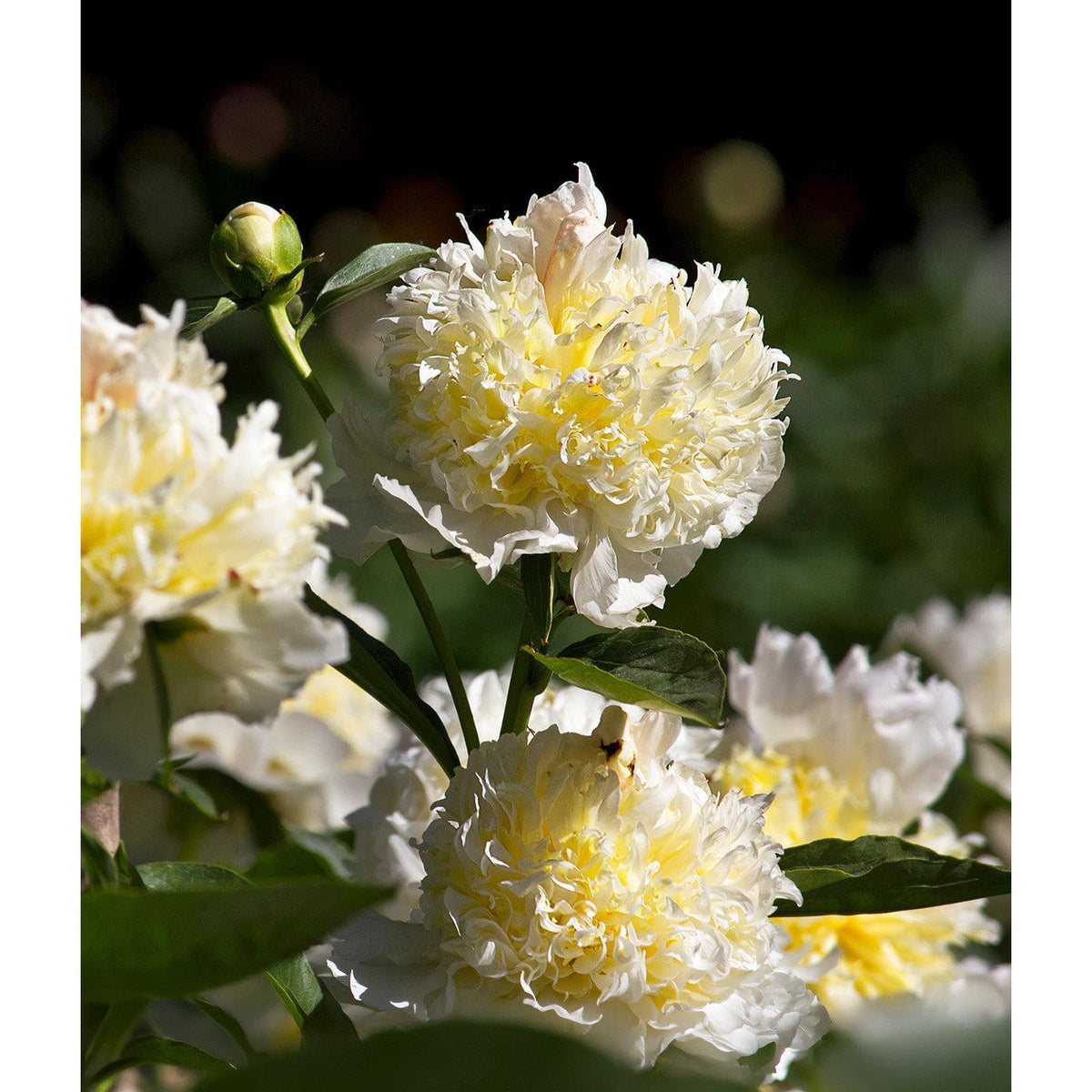 Top Brass Peony - 1 root division