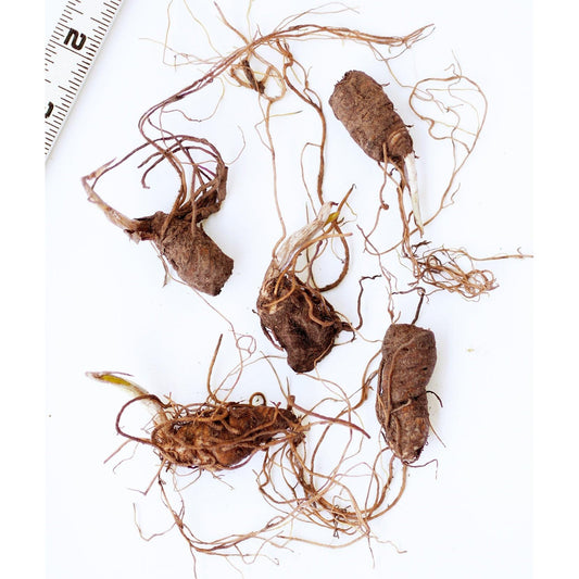 Red Toad Trillium (Wood Lily) - 5 Root Divisions