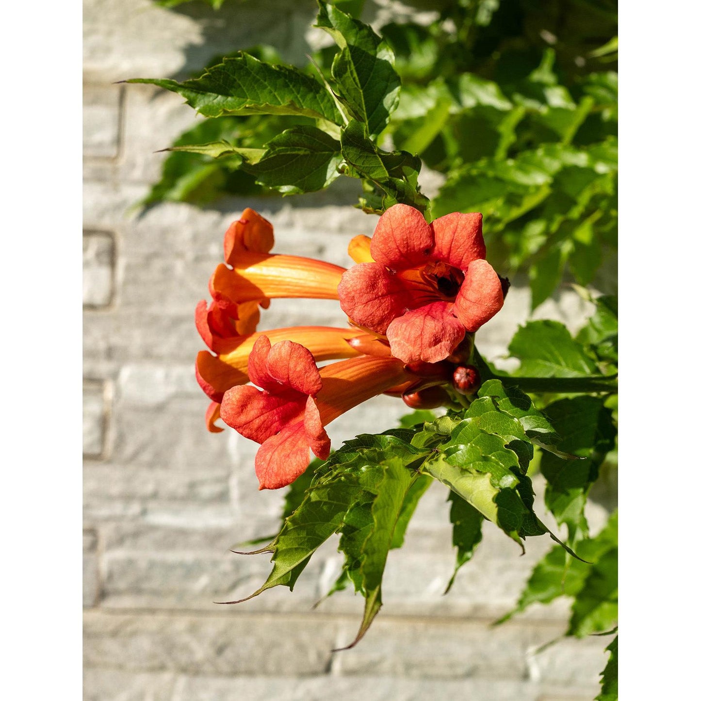 Trumpet Creeper Vine - 5 Root Divisions