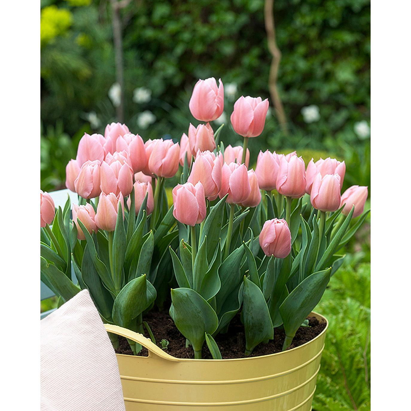 Apricot Beauty Single Early Tulip - 10 bulbs