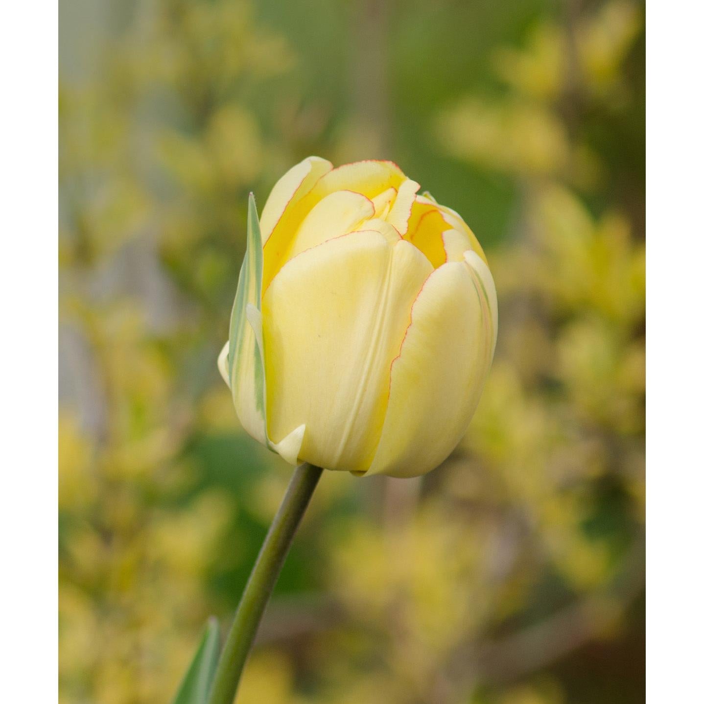 Beauty of Apeldoorn Darwin Hybrid Tulip - 10 bulbs
