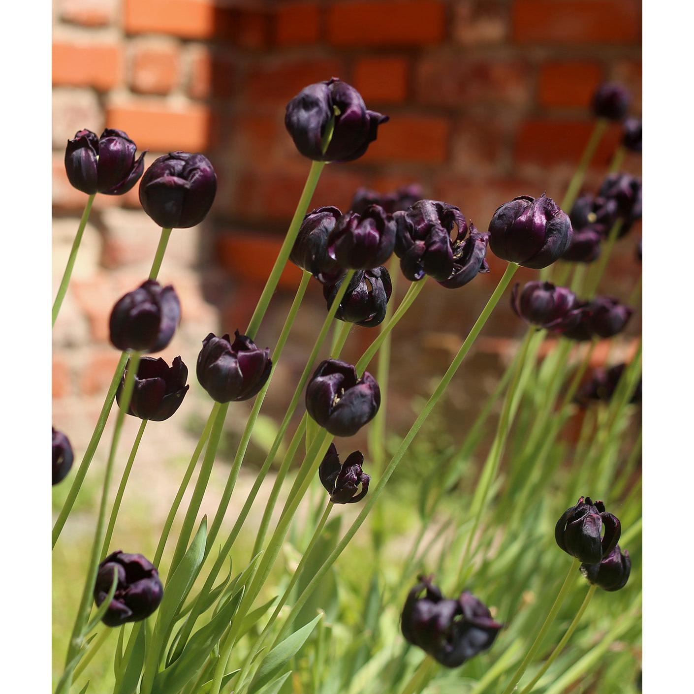 Black Hero Double Late Tulip - 10 bulbs