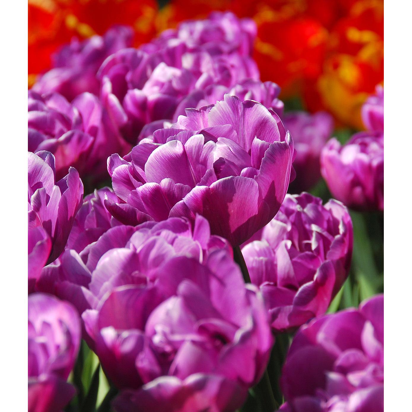 Blue Diamond Double Late Tulip - 10 bulbs