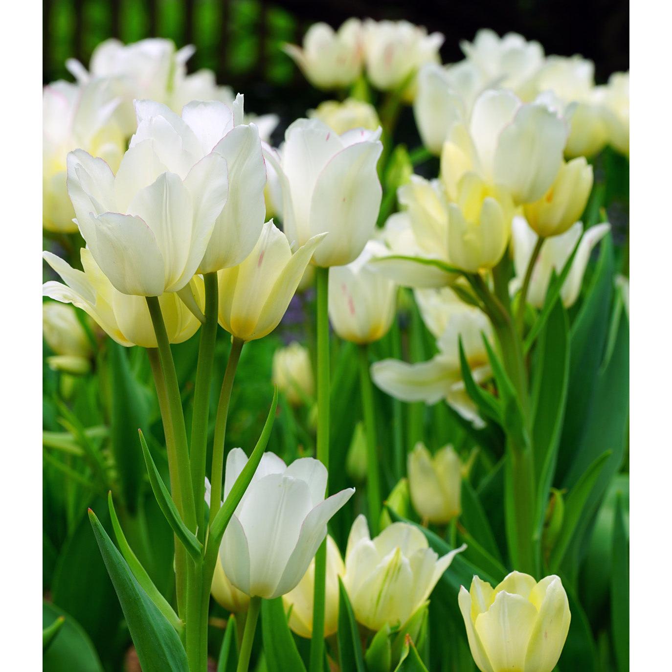 Candy Club Multiflowering Tulip - 10 bulbs