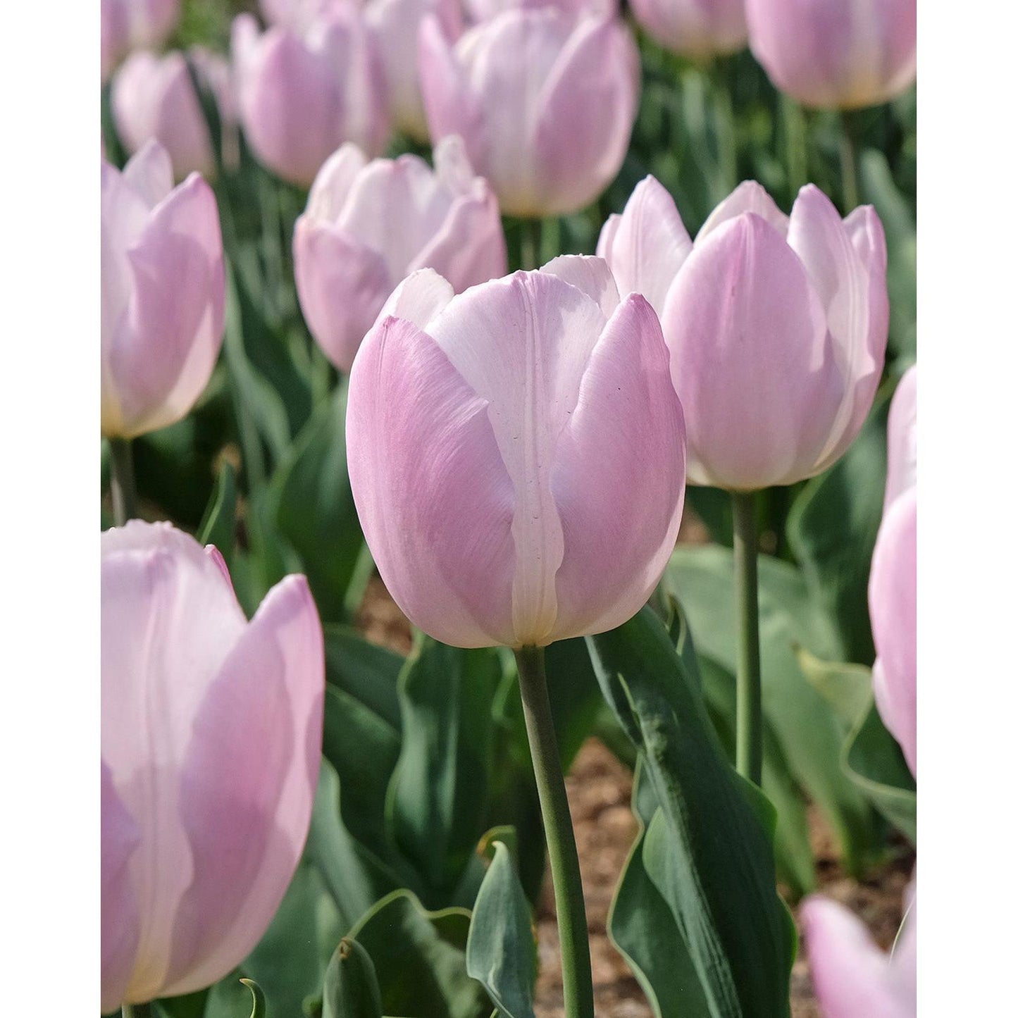 Candy Prince Single Early Tulip - 10 bulbs