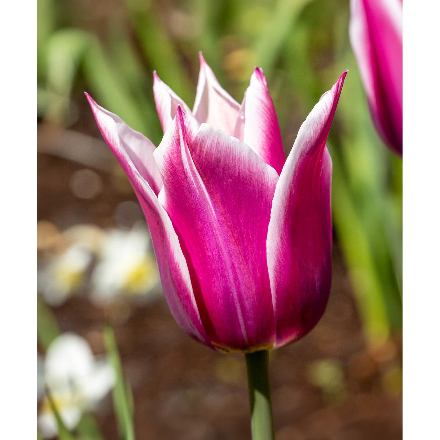 Claudia Lily Flowered Tulip - 10 bulbs