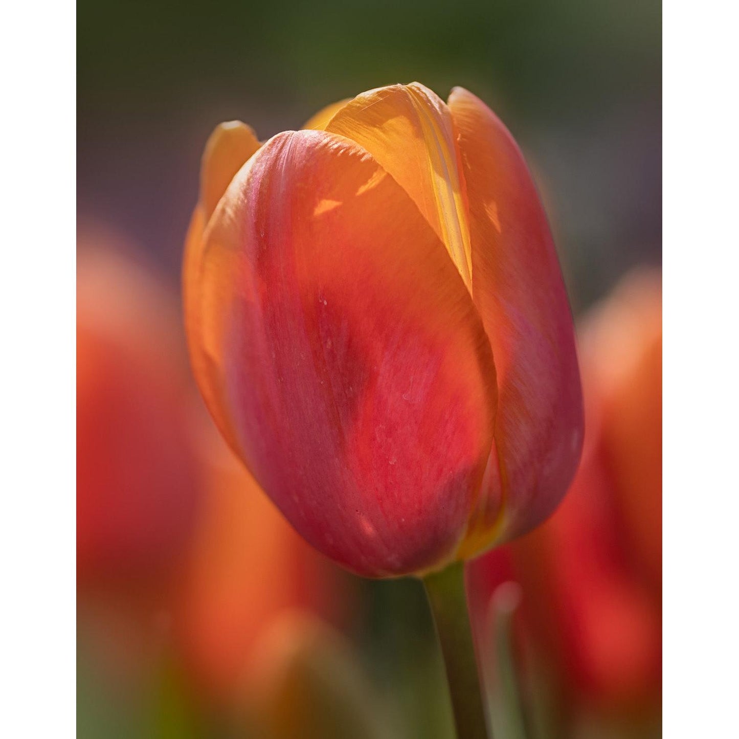 Dordogne Single Late Tulip - 10 bulbs