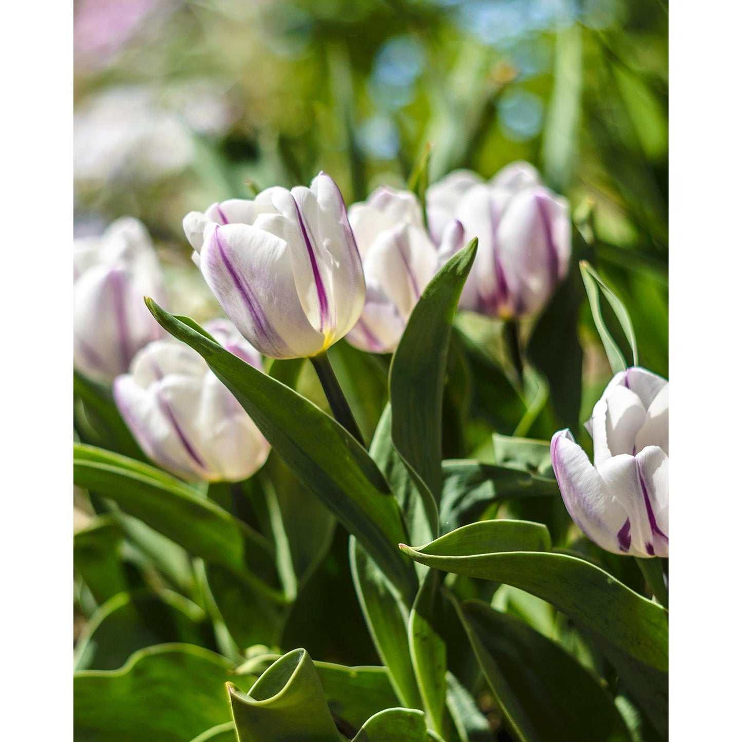 Flaming Flag Triumph Tulip - 10 bulbs