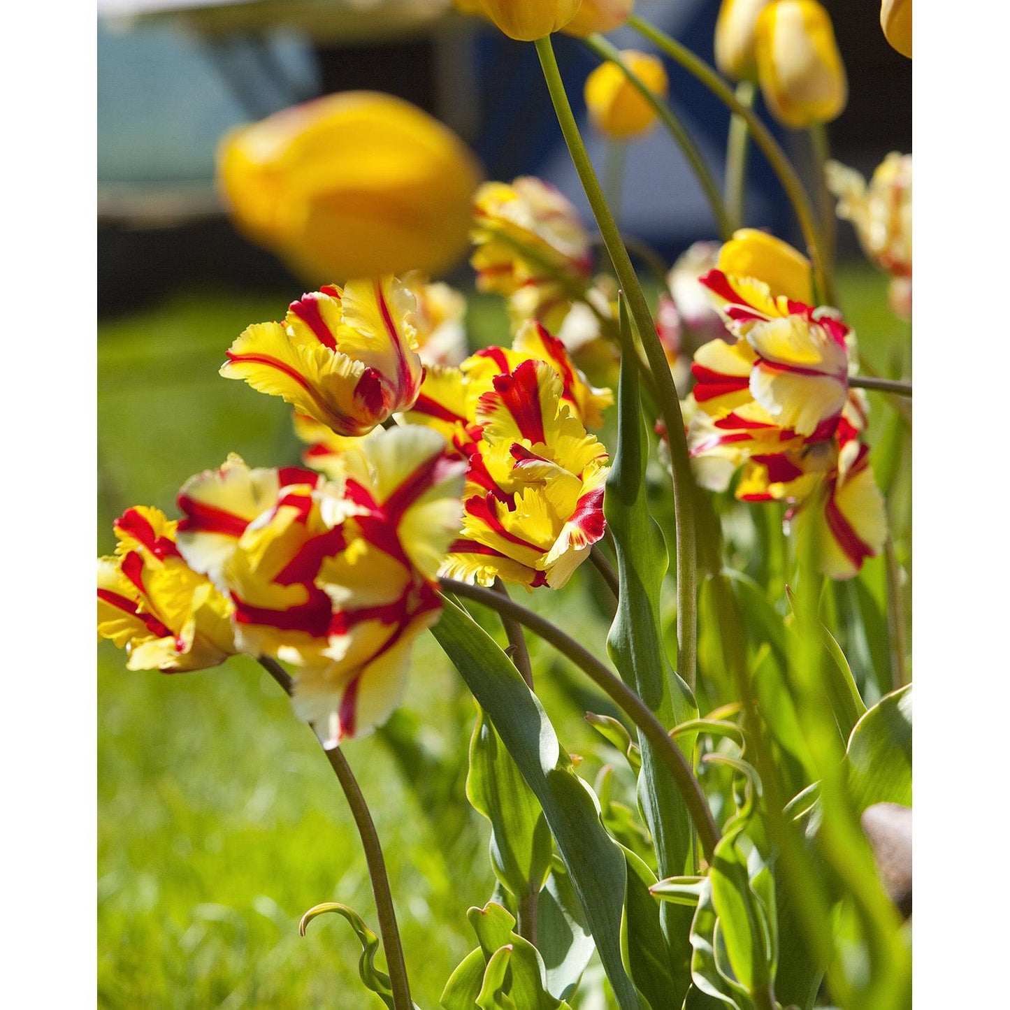 Flaming Parrot Tulip - 10 bulbs