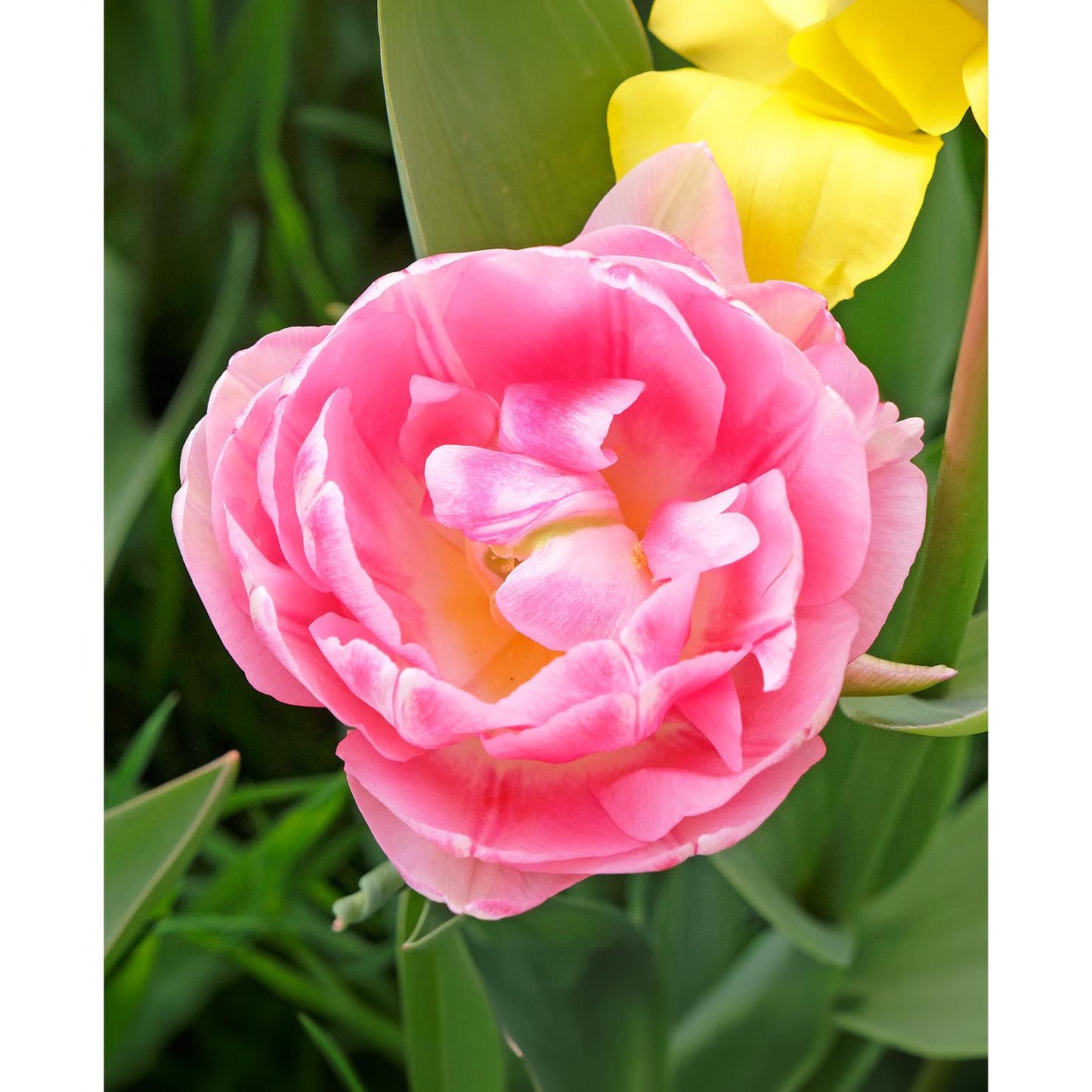 Foxtrot Paris Double Early Tulip - 10 bulbs