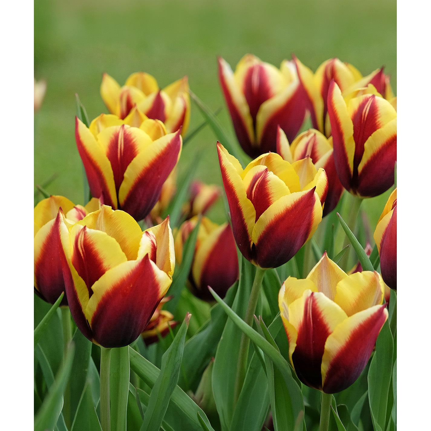 Gavota Triumph Tulip - 10 bulbs